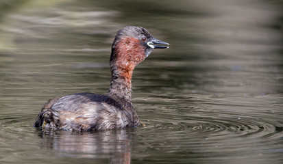 Little Grebe Swimming