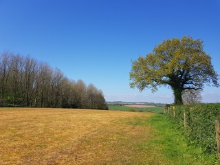 Obraz premium tree in the field