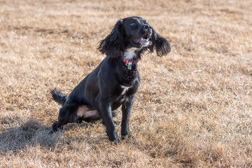 English black cocker spaniel barking