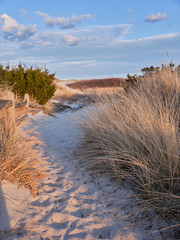 New Jersey's Island Beach State Park shows its true beauty in this dusk image of one of the many access points to the beach across the tall an protected sand dunes