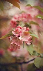 Fototapeta na wymiar Branches with pale pink flowers of Apple tree