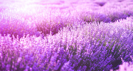 Fototapeta na wymiar Purple or violet lavender flowers blooming. Concept of beauty, aroma and aromatherapy. Natural cosmetic background.