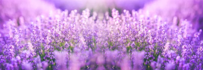 Fensteraufkleber Panoramische lila Lavendelblumen blühen. Konzept von Schönheit, Aroma und Aromatherapie © Miha Creative