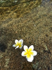Flower and stone texture in the water