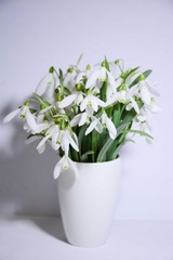  Bouquet of spring snowdrops in a white small vase on a light background