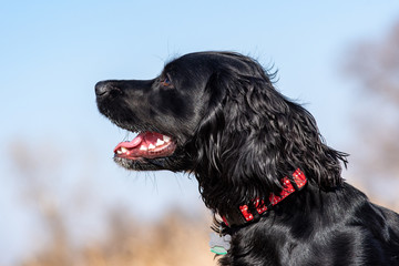 portrait of a dog