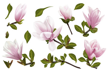 Beautiful twig blooming Magnolia. Vector illustration. EPS 10