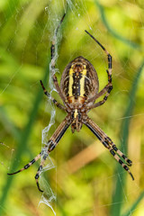 Black and yellow stripe Argiope bruennichi wasp spider on web