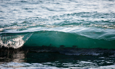 Fish in the wave, Australia