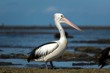 Pelican on the beach, Australia