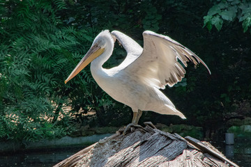 Pelican
