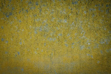 Yellow moss on the wall. The texture of the moss.