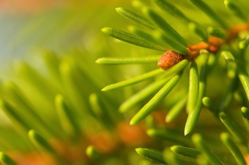 Picea