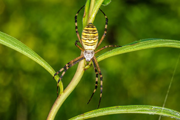 Black and yellow stripe Argiope bruennichi wasp spider on leaf . 