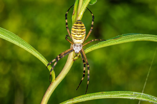 Black and yellow stripe Argiope bruennichi wasp spider on leaf . 
