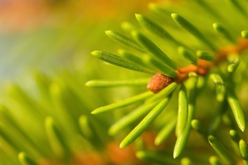 dragonfly on a branch