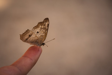 mano con una mariposa posada