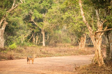 Golden Jackal, Canis aureus on the road, Sri Lanka, Asia. Beautiful wildlife scene from nature habitat, carnivorous mammal, hunting predator, exotic adventure, safari in Wilpatu National Park