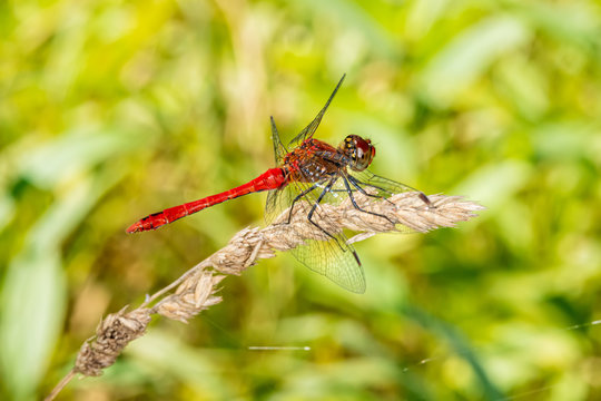 Beautiful Red dragonfly in nature
