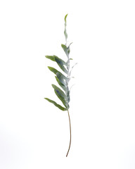 Fern floating on white background