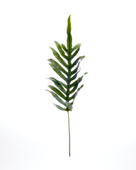 Fern floating on white background