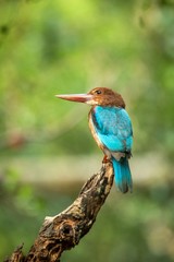 Sri Lankan White-throated kingfisher perching on tree trunk nead water pond in Yala National Park, Sri Lanka, exotic birding in Asia, clean green background, bird waiting for a fish