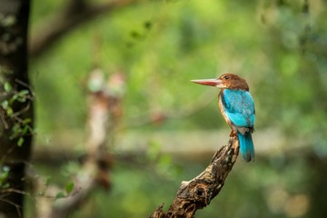 Sri Lankan White-throated kingfisher perching on tree trunk nead water pond in Yala National Park, Sri Lanka, exotic birding in Asia, clean green background, bird waiting for a fish
