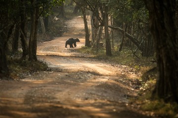 Close up,wild sloth bear, Melursus ursinus, crossing the road in Wilpattu national park, Sri Lanka, wildlife photo trip in Asia, exotic adventure, endangered species, safari