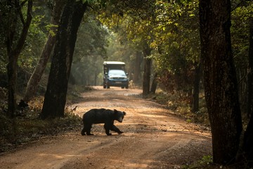 Close up,wild sloth bear, Melursus ursinus, crossing the road in Wilpattu national park, Sri Lanka,...