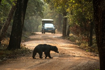 Close up,wild sloth bear, Melursus ursinus, crossing the road in Wilpattu national park, Sri Lanka, wildlife photo trip in Asia, exotic adventure, endangered species, safari
