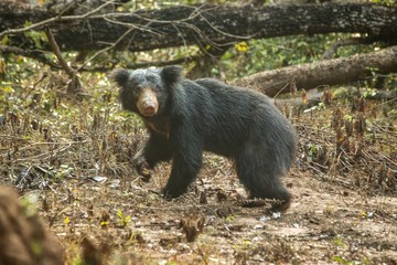 Close up,wild sloth bear, Melursus ursinus, bear in tropical forest, Wilpattu national park, Sri Lanka, wildlife photo trip in Asia, exotic adventure, endangered species, safari