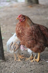 Gallina y pollito