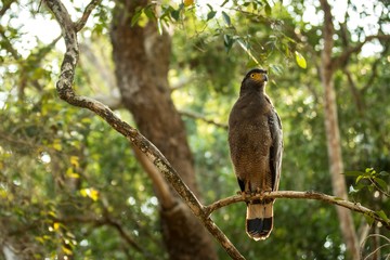 Portrait of crested Serpent Eagle perched in tree in Wilpattu National Park in Sri Lanka, close up photo, exotic birding in Asia, beautiful bird of prey with yellow eyes, tropical forest in background
