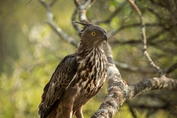 Changeable hawk-eagle or crested hawk-eagle (Nisaetus cirrhatus), bird of prey of the Indian rain forest, India and Sri Lanka, close up raptor portrait,bird perching on tree in Wilpattu National Park