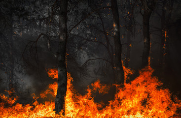  wildfire at sunset, burning pine forest .