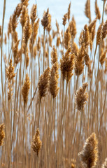 Fototapeta premium Reed, Common reed, Dry reed. 