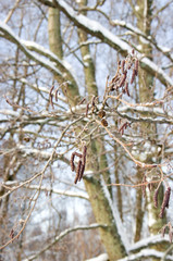 branch of a tree
