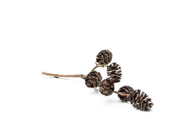 pine cone and pine cones