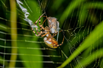 Wasp spider (Argiope bruennichi) on web with prey. Black and yellow stripe Argiope bruennichi wasp spider on web
