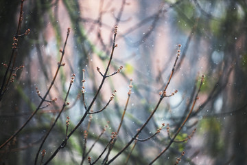 melancholy weather concept. selective focus. rainy weather.