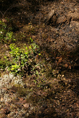After forest fire