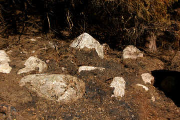After forest fire