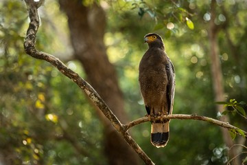 Portrait of crested Serpent Eagle perched in tree in Wilpattu National Park in Sri Lanka, close up photo, exotic birding in Asia, beautiful bird of prey with yellow eyes, tropical forest in background