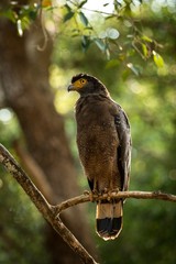 Portrait of crested Serpent Eagle perched in tree in Wilpattu National Park in Sri Lanka, close up photo, exotic birding in Asia, beautiful bird of prey with yellow eyes, tropical forest in background
