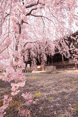 Naklejka premium 京都府 立本寺 桜