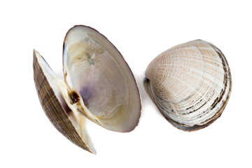 Shell bivalve mollusk of Spisula sachalinensis © Stanislav Komogorov
