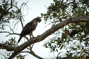 Changeable hawk-eagle or crested hawk-eagle (Nisaetus cirrhatus), bird of prey of the Indian rain forest, India and Sri Lanka, close up raptor portrait,bird perching on tree in Wilpattu National Park