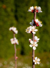 Blooming apricot tree in the spring sunlight