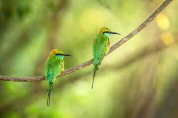 Two blue-tailed bee-eater (Merops philippinus) perching on branch, colorful bird on clear background, Yala National Park,Sri Lanka,tropical rainforest, bird in natural environment,bird couple