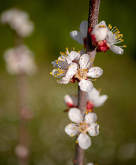 Blooming apricot tree in the spring sunlight, close up